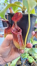 Nepenthes Lowii "mulu" x
