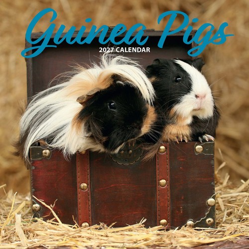 Guinea pig 2027 traditional - pig,