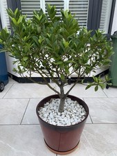 Standard Bay Leaf plant /Tree | Garden Patio Hardy Laurus Nobilis Herb |4.5 ft 
