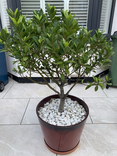 Standard bay leaf - standard, /tree