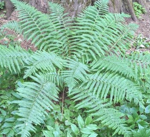 Dryopteris filix mas 9cm pot - dryopteris, filix-mas