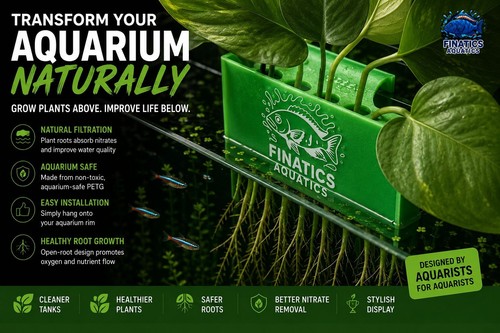 Aquarium plant cutting - plant,