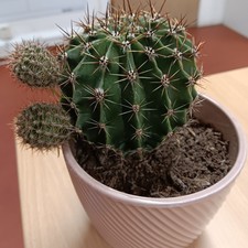 Echinopsis Eyriesii - Cactus 