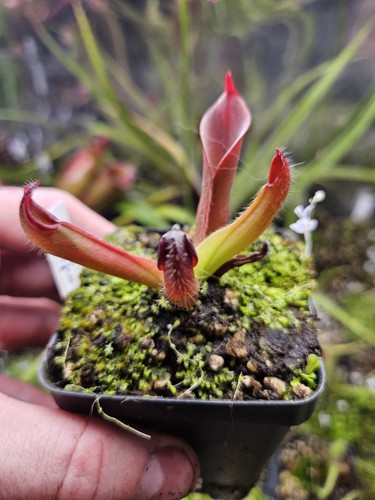 Heliamohora chimantensis - b8,