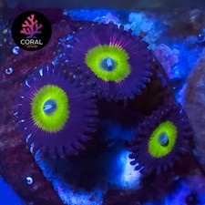 Bride of Chucky 3 Head Zoa