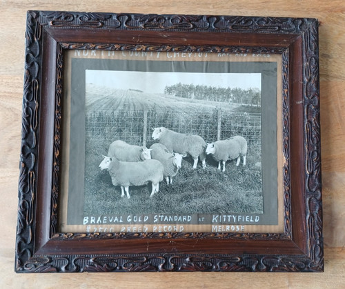 1970s sheep photograph - , of