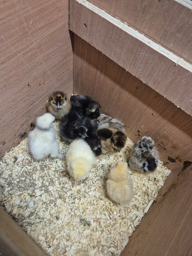 Silkie eggs not - silkie,