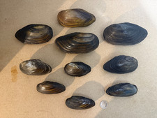 Ten British freshwater