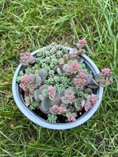 Sedum Sieboldi ROOTED Cutting