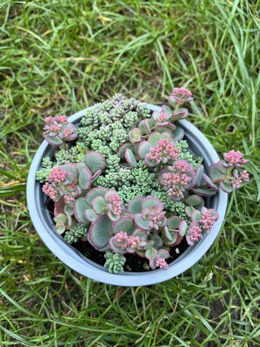 Sedum sieboldi rooted cutting - sedum,