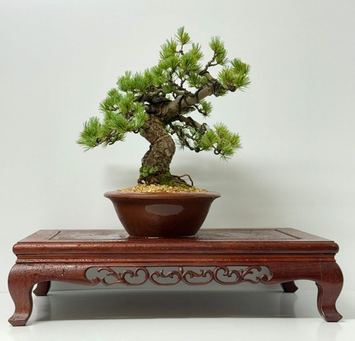 Japanese white pine - japanese,