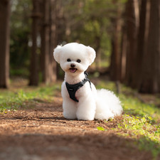 Puppy  Breathable Mesh Harness Soft Puppy Vest Chest Strap 3XS-L SGS UK POST