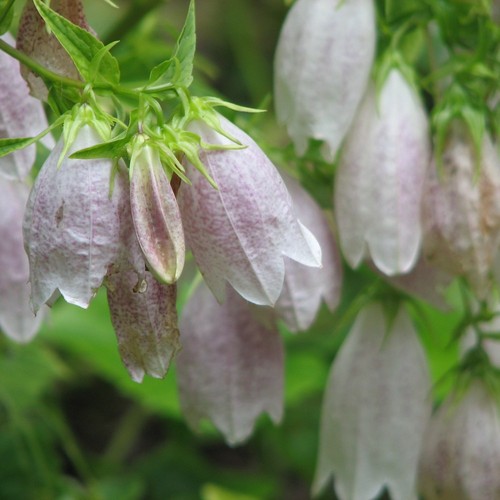 Campanula takesimana korean - takesimana,