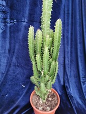 African milk tree exotic