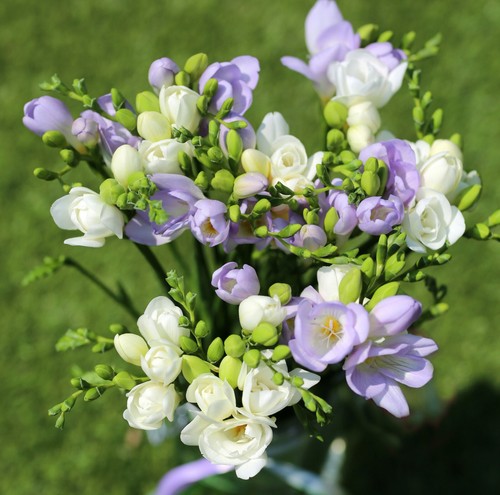 Freesia double blue - &, white