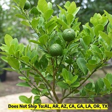 Key Lime Bushy 12-16" H Citrus