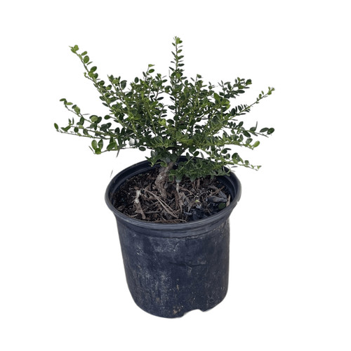 Helleri japanese holly - holly, ilex