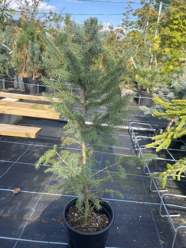 White spruce 60cm picea - spruce,