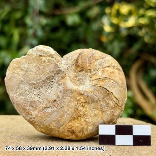 Rare cenoceras inornatum