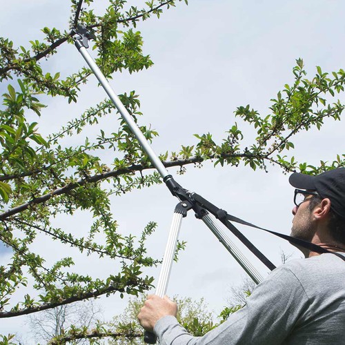 Tree trimmer pruning - tree,