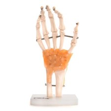 66fit™ Anatomical Human Hand