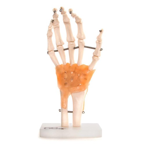 66fit anatomical human hand - 66fit™,