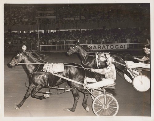 Dnb saratoga harness - d,