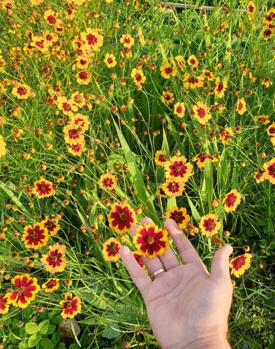 Coreopsis bicolour organic uk - coreopsis,