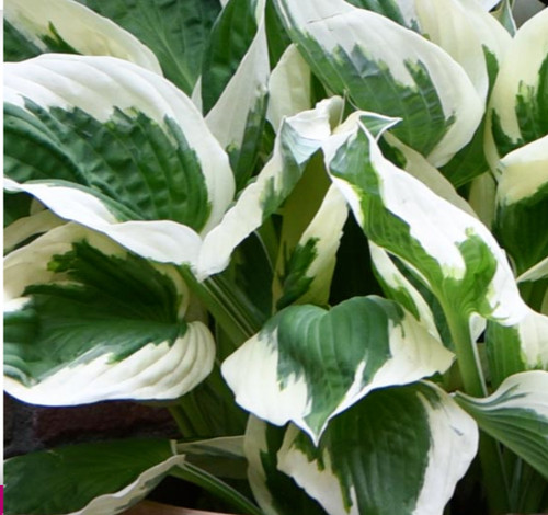 Hosta patriot plant plantain - patriot,