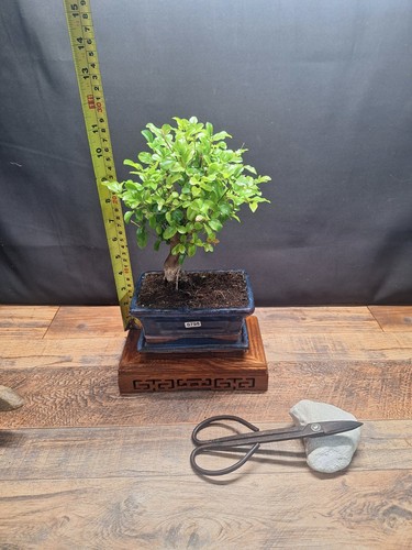 Sweet plum bonsai tree - bonsai, –