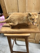 Taxidermy Fox Cub – Full