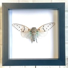 White ghost cicada - ghost, (ayuthia