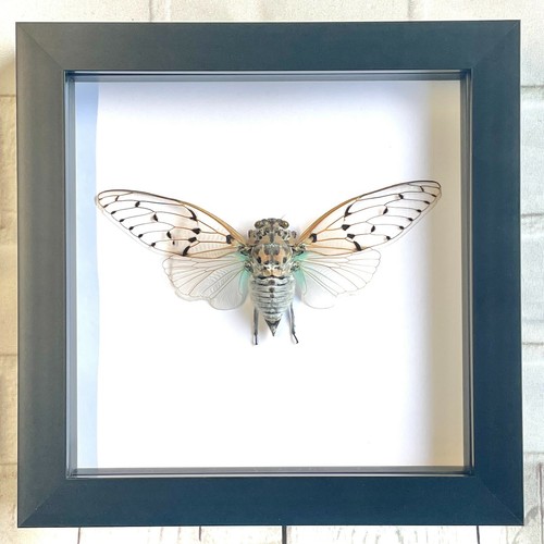 White ghost cicada - white,