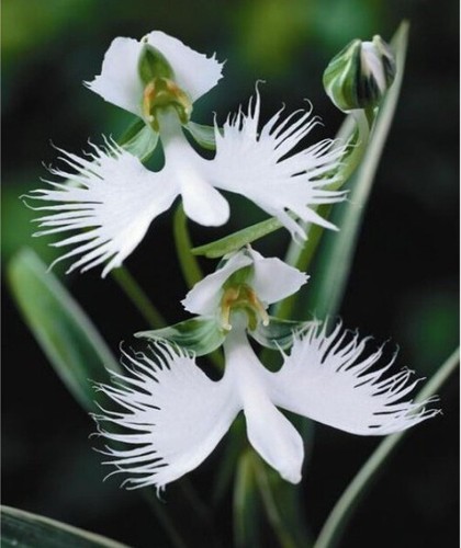 The white egret orchid flower - the,