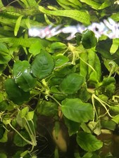 x2 Anubias Live Plants Small