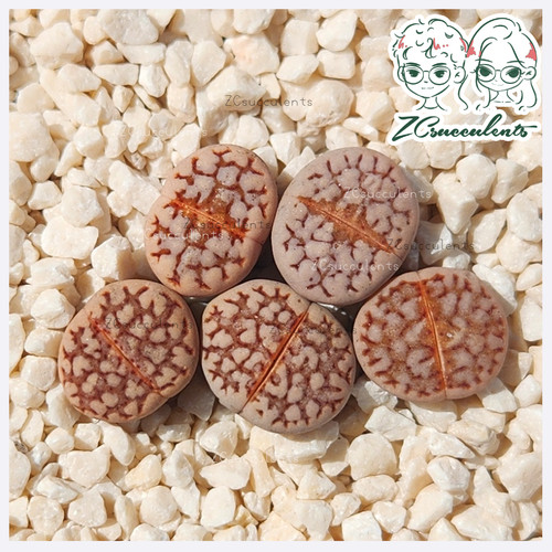 Lithops live stone
