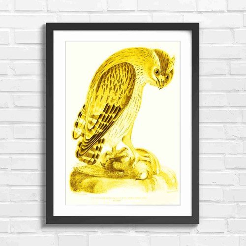 Shielded legged owl - shielded,
