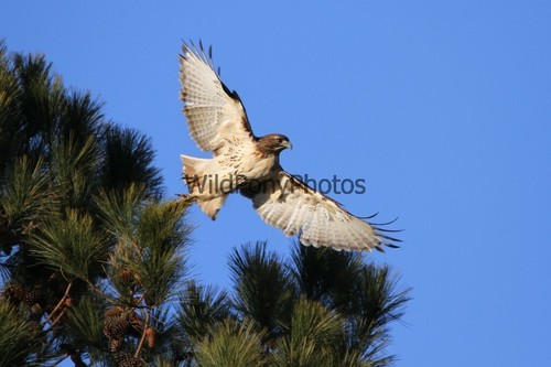 Red tail hawk photo - photo,, one