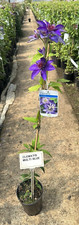 Clematis 'Multi Blue'