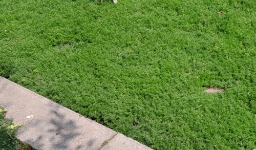 Price per chamomile - m², grass