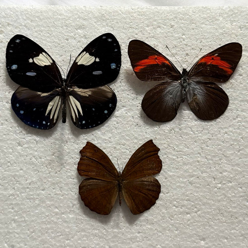 Entomology butterfly specimen - entomology,