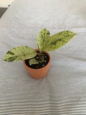 Rubber Plant (Ficus ) in Orange Ceramic Plant pot. Houseplant