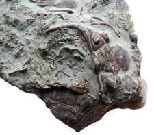 BRITISH Trilobite DALMANITES MYOPS  Silurian Wenlock Edge Limestone Shropshire