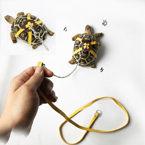 Pet tortoise turtle leather - pet,
