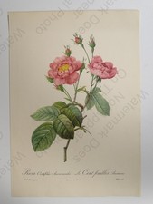 Redouté Rose Centifolia