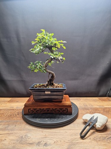 Exposed roots chinese elm