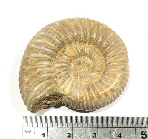 Genuine fossil perisphinctes - genuine,