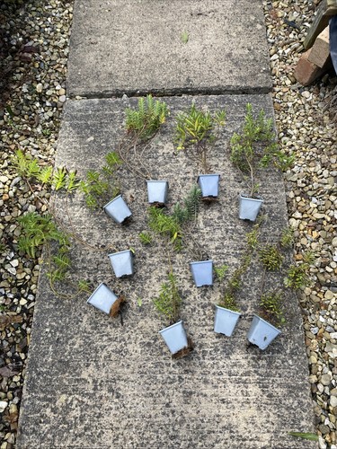 Hebe shrubs mixed - 10, seconds