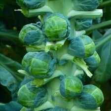 Brussels Sprout - Brodie F1 -