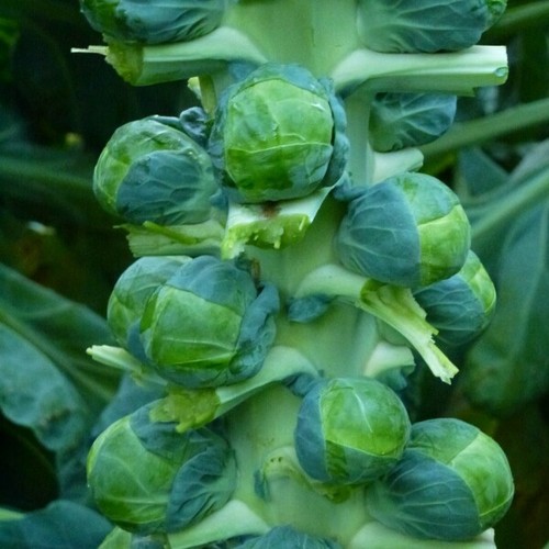 Brussels sprout brodie - sprout,